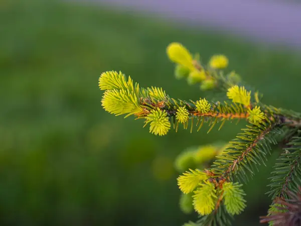 Цвіте Зелена Ялина Соснова — стокове фото