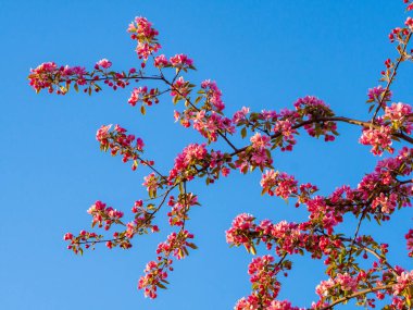 Çiçek açan elma dalları, pembe çiçekler. Elma çiçeği panorama duvar kağıdı arka planı. Bahar çiçekli meyve ağacı.