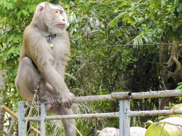 Opice Dokončila Sběr Kokosových Ořechů Surat Thani Jižní Thajsko — Stock fotografie
