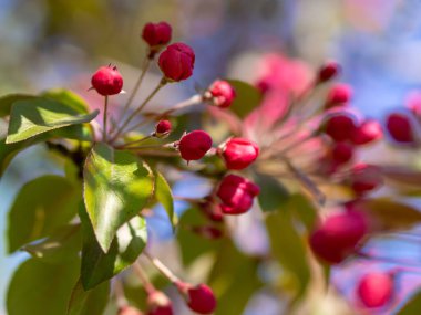 Çiçek açan elma dalları, pembe çiçekler. Elma çiçeği panorama duvar kağıdı arka planı. Bahar çiçekli meyve ağacı.