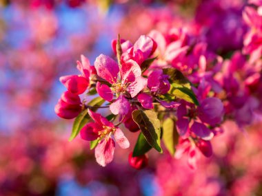 Çiçek açan elma dalları, pembe çiçekler. Elma çiçeği panorama duvar kağıdı arka planı. Bahar çiçekli meyve ağacı.