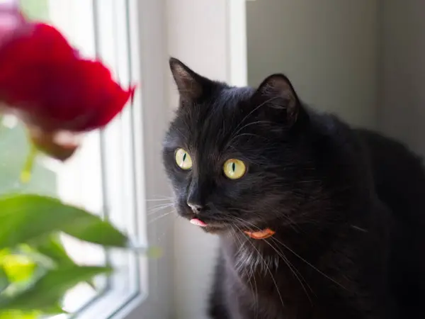 Retrato Hermoso Gato Negro Casa — Foto de Stock