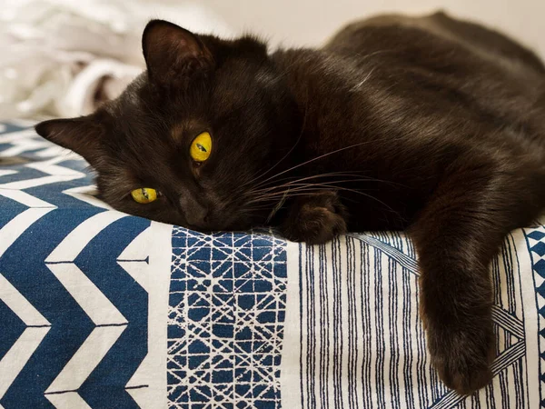 Lindo Gato Negro Encuentra Cama — Foto de Stock