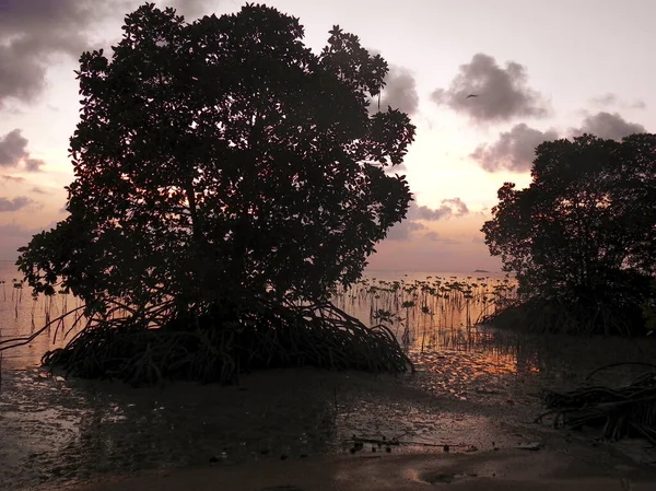 Traditionell Banka Utlöser Båt Mangrove Bakgrundsbelysning Solnedgången Siqijour Filippinerna — Stockfoto