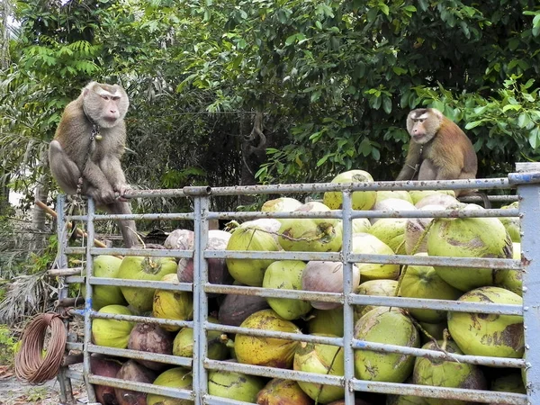 Opice Dokončila Sběr Kokosových Ořechů Surat Thani Jižní Thajsko — Stock fotografie