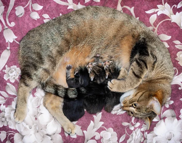 Gato Siberiano Bonito Com Gatinhos Recém Nascidos Close — Fotografia de Stock