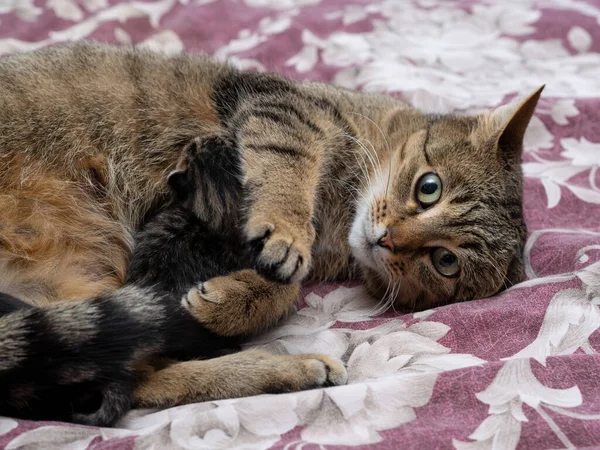 Hermoso Gato Siberiano Con Gatitos Recién Nacidos Cerca — Foto de Stock