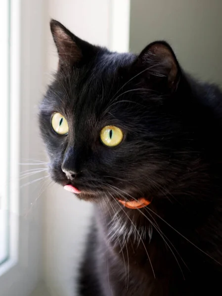 Retrato Hermoso Gato Negro Casa — Foto de Stock