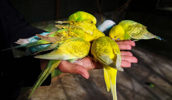 Разноцветные Попугаи Клюют Еду Рук — стоковое фото