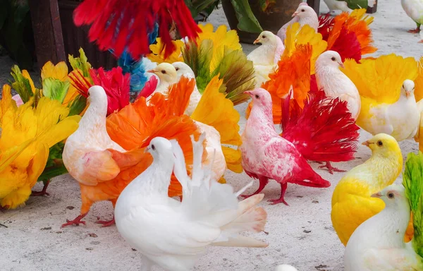 Разноцветные Расписные Птицы Голубей Парк Парадизе Самуи Таиланд — стоковое фото
