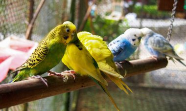 çok renkli muhabbet kuşları tahta bir sopanın üzerinde otururlar.