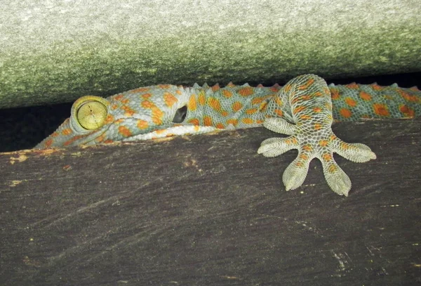 Tokai Gecko Gekko Gecko Ukryty Między Deskami — Zdjęcie stockowe