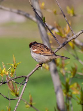 Bir ağaç dalına tünemiş ev serçesi.