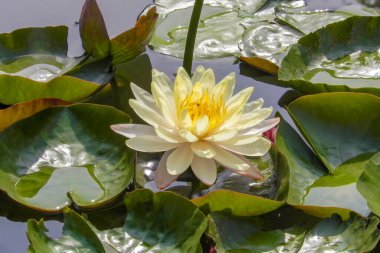 Bahçedeki yağmurdan sonra sudaki güzel nilüfer çiçeği.