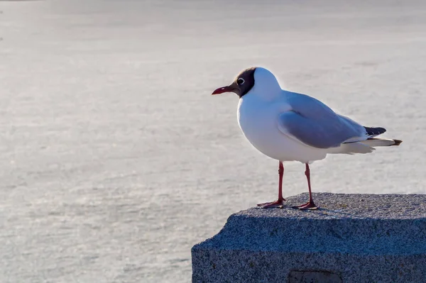 Birds Seagull Sitting Stone — Stock Photo, Image