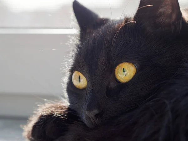 Retrato Belo Gato Preto Casa — Fotografia de Stock