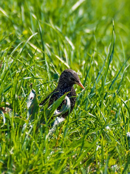 Pájaro Negro Estornino Busca Gusanos Hierba — Foto de Stock