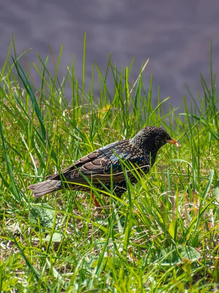 black bird - starling looking for worms in the grass