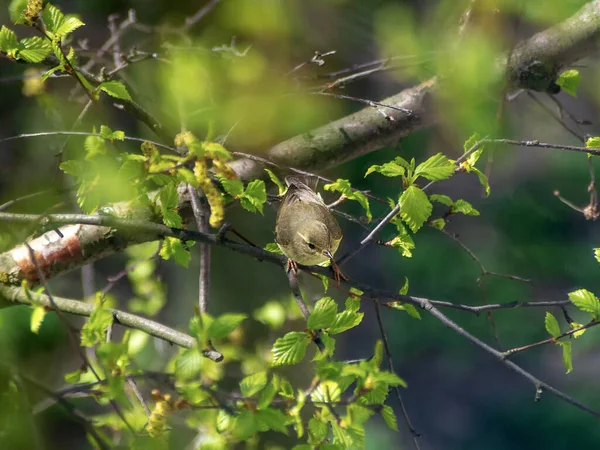 Warbler Madeira Phylloscopus Sibilatrix Warbler Comum Difundido Folha Que Reproduz — Fotografia de Stock