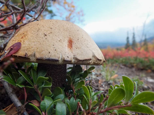 Mushroom Close Autumn Background Mountains — Stock Photo, Image