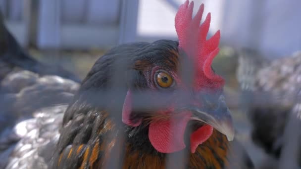 Close-up slow motion shot of cock through metal lattice — Stock Video