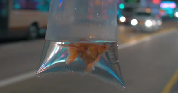 Pohled plastového obalu s zlatou rybku na panoráma pozadí na plochu — Stock video