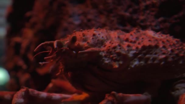 Cangrejo araña japonés en acuario — Vídeo de stock