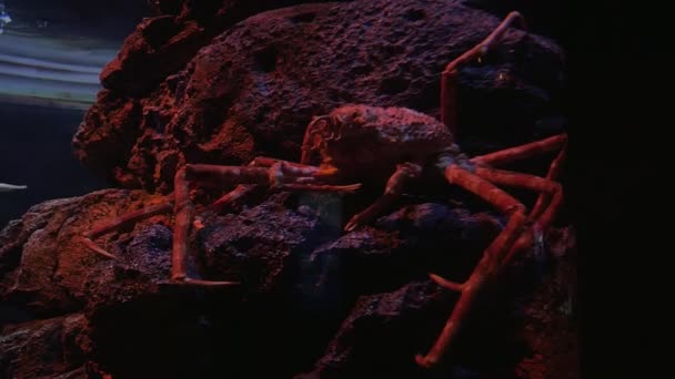 Crabe araignée en aquarium — Video