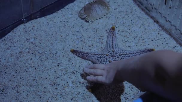 Mano femenina tocando estrellas de mar en acuario — Vídeo de stock