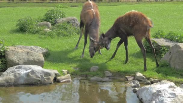 Sitatunga golpeando cuernos — Vídeos de Stock