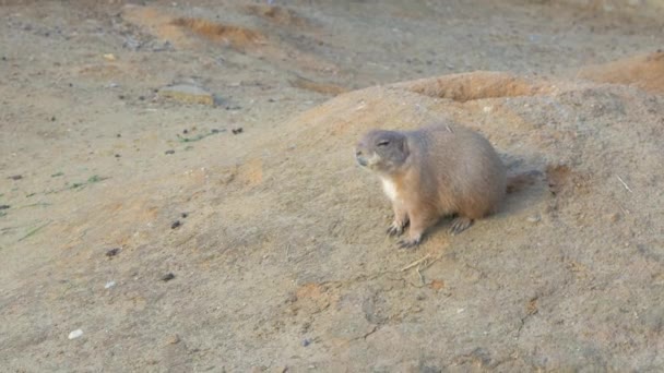 Chien de prairie à queue noire au sol — Video