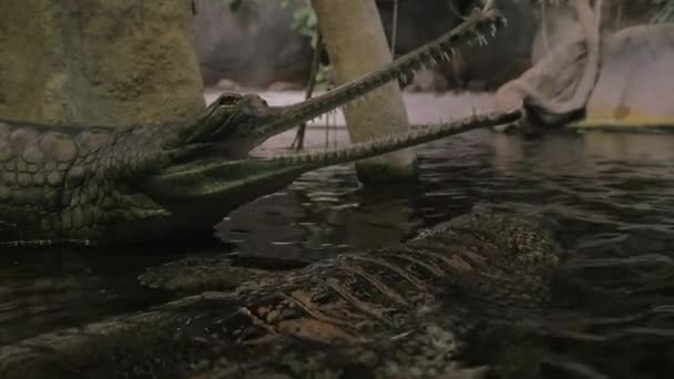 Falska gharial med öppna jaws — Stockvideo