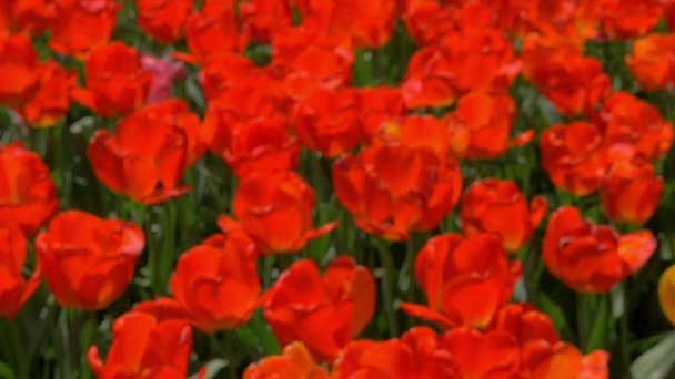 Gebied van rode tulpen — Stockvideo