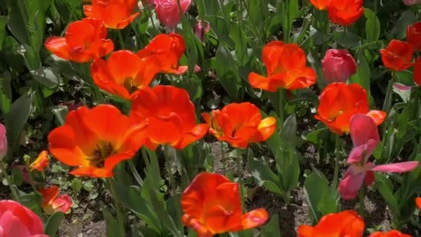 Plantação de tulipas vermelhas — Vídeo de Stock