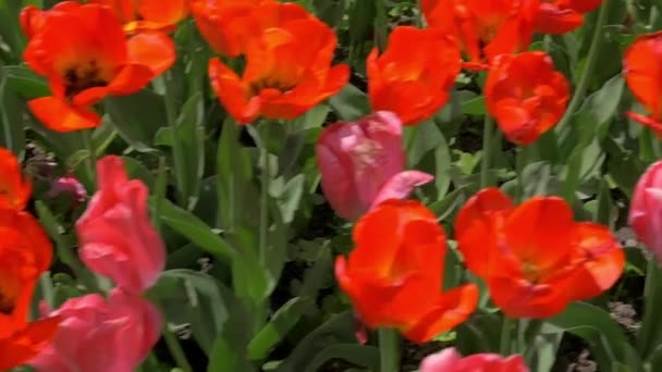 No campo das tulipas vermelhas — Vídeo de Stock