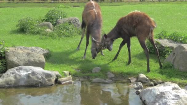 Sitatunga golpeando cuernos — Vídeos de Stock