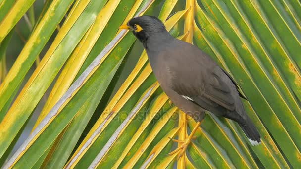 Mynah Vogel auf Palmzweig — Stockvideo