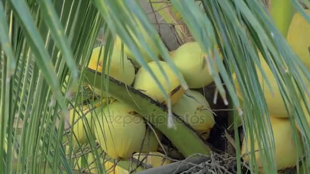 Kokosnötter på Palm — Stockvideo