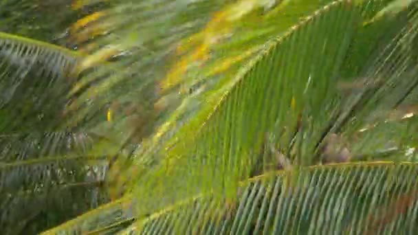 Palme mit Kokosnüssen, die im Wind wehen — Stockvideo