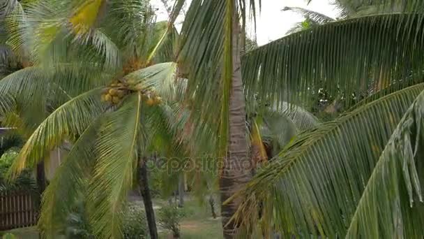 View of yellow green coconut in the bunch on coconut palm tree with huge leaves — Stock Video