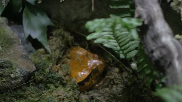 Томатная лягушка, эндемик Мадагаскара — стоковое видео