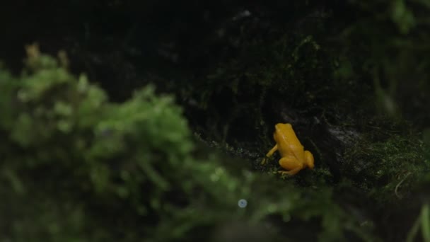 Χρυσή δηλητήριο βάτραχος — Αρχείο Βίντεο