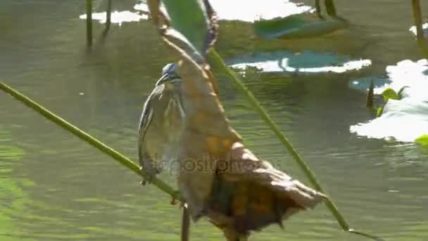 Petit butor sur la plante d'eau — Video