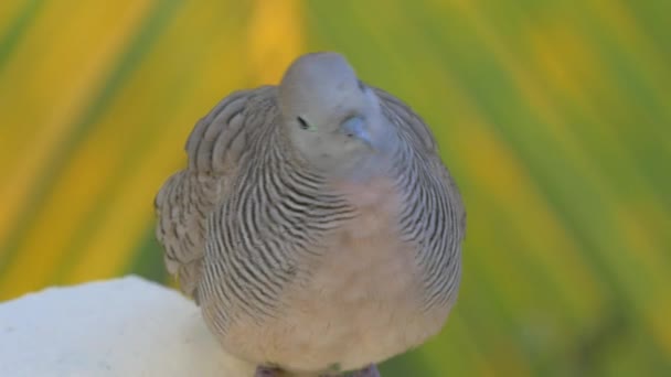 Paloma cebra en Isla Mauricio — Vídeo de stock