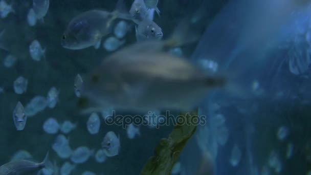 Escuela de peces nadando en acuario grande — Vídeo de stock