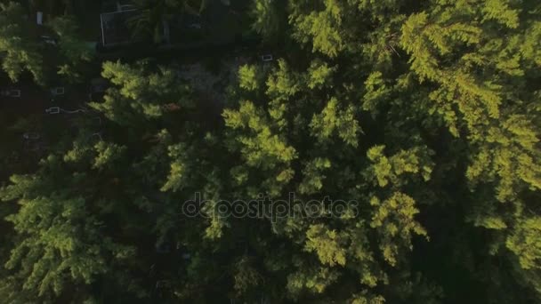 Vista aérea superior do topo da árvore, câmera se move para o distrito de hotéis e, em seguida, para praia de areia e água, Ilha Maurícia — Vídeo de Stock