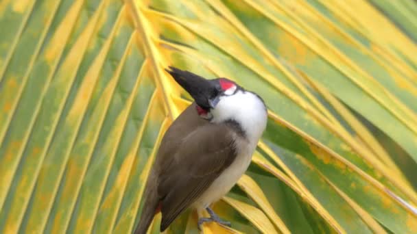 Bulbul moustachu rouge sur la feuille de palmier — Video