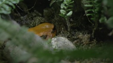 Domates kurbağa terrarium içinde