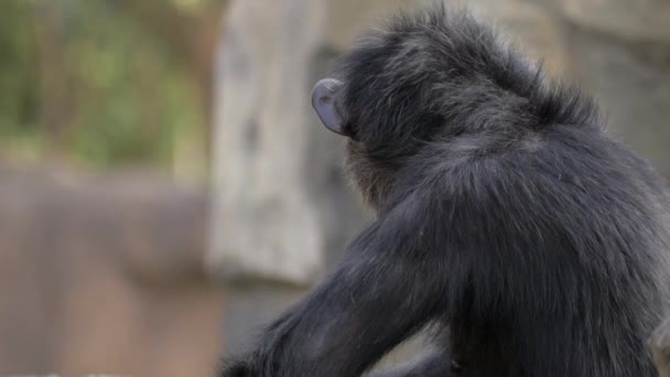 Hayvanat bahçesindeki şempanze. — Stok video