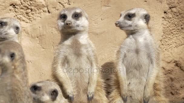 Group of suricates stand sentry — Stock Video